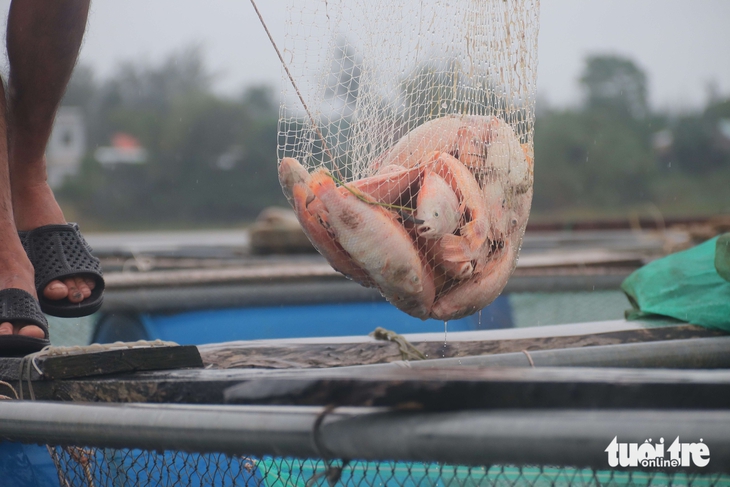 cá chết - Ảnh 2.