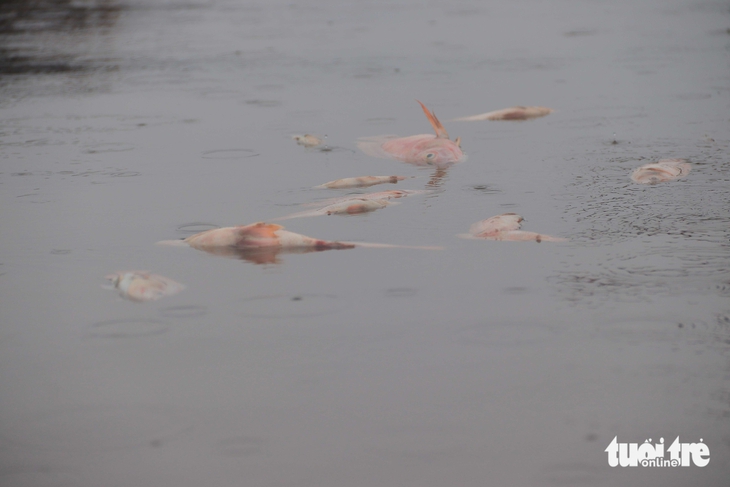 cá chết - Ảnh 4.