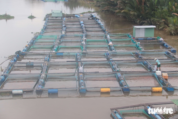 Cá chết do lũ, người dân Đà Nẵng mất hàng trăm triệu - Ảnh 7.