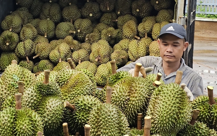 Đã có giải pháp căn cơ cho xuất khẩu sầu riêng - Ảnh 2.