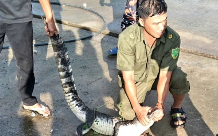 Người dân báo thấy cá sấu trong mương nước ở Cần Thơ - Ảnh 2.