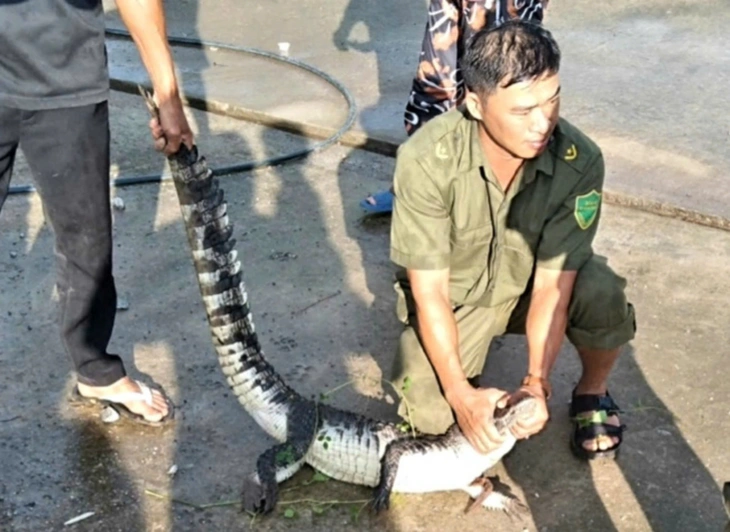 cá sấu - Ảnh 1.