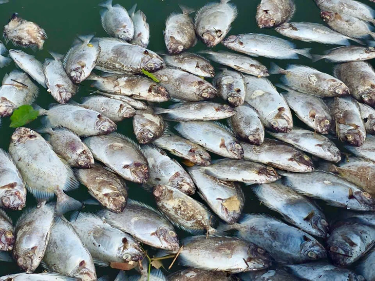 Dân nuôi hải sản gạt nước mắt nhìn cá chết trắng mặt đầm sau bão số 13- Ảnh 2. Dân nuôi hải sản gạt nước mắt nhìn cá chết trắng mặt đầm sau bão số 13- Ảnh 2.