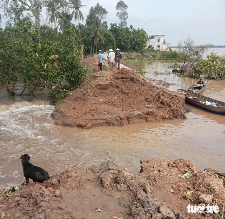 Công bố tình huống khẩn cấp sạt lở đê bao cồn Thanh Long - Ảnh 1.