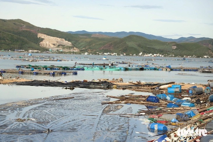 Dân nuôi hải sản gạt nước mắt nhìn cá chết trắng mặt đầm sau bão số 13- Ảnh 1. Dân nuôi hải sản gạt nước mắt nhìn cá chết trắng mặt đầm sau bão số 13 - Ảnh 1.