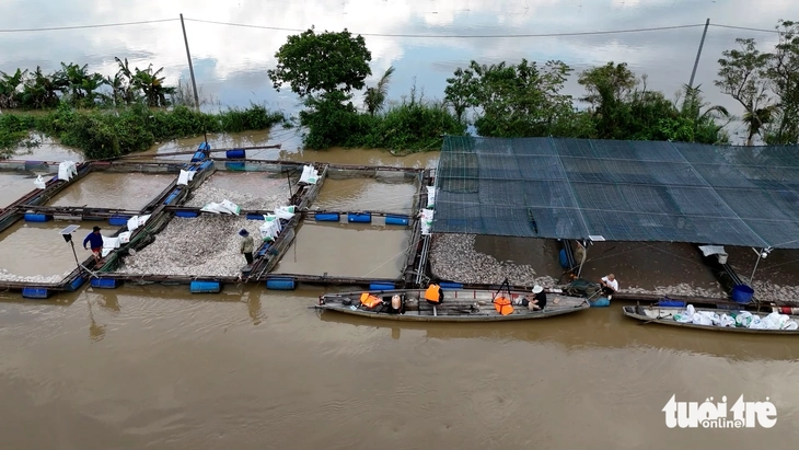 Dân nuôi hải sản gạt nước mắt nhìn cá chết trắng mặt đầm sau bão số 13- Ảnh 7.