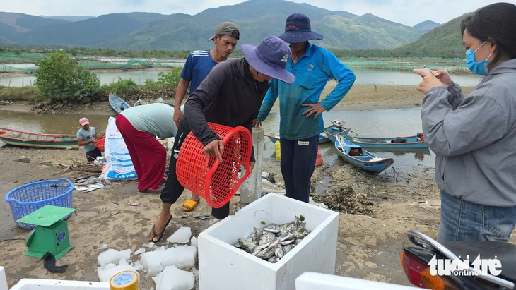 Dân nuôi hải sản gạt nước mắt nhìn cá chết trắng mặt đầm sau bão số 13- Ảnh 8. Dân nuôi hải sản gạt nước mắt nhìn cá chết trắng mặt đầm sau bão số 13- Ảnh 8.