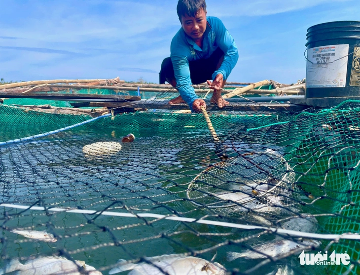 Dân nuôi hải sản gạt nước mắt nhìn cá chết trắng mặt đầm sau bão số 13- Ảnh 3. Dân nuôi hải sản gạt nước mắt nhìn cá chết trắng mặt đầm sau bão số 13- Ảnh 3.