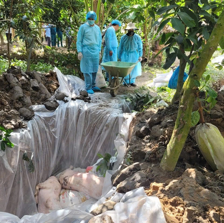 dịch tả - Ảnh 1.