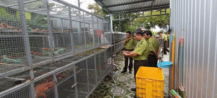 Mua rồng Nam Mỹ về nhân nuôi rồi bán trên mạng, kiểm tra lộ ra trại nuôi cả trăm con không phép - Ảnh 2.