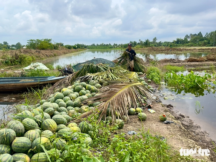 Triều cường làm ngập 615ha khóm và hoa màu, gây thiệt hại nặng - Ảnh 1.