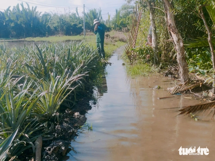Triều cường làm ngập 615ha khóm và hoa màu, gây thiệt hại nặng - Ảnh 3.