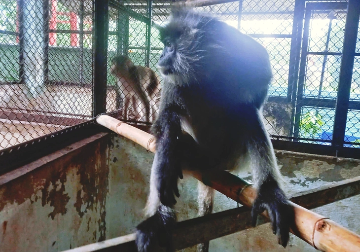 Người dân giao voọc bạc Đông Dương quý hiếm phát hiện trên sông Sài Gòn cho kiểm lâm - Ảnh 2.