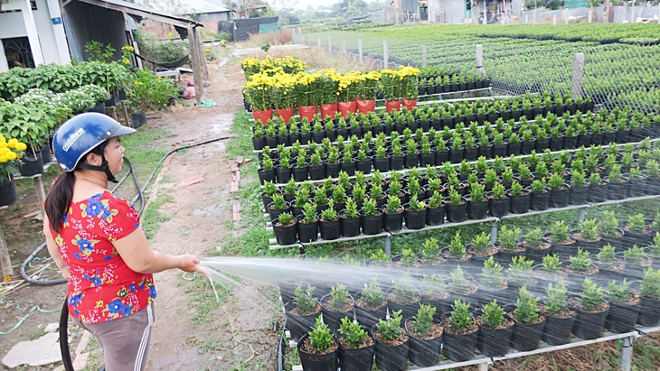 tặng hoa - Ảnh 1.