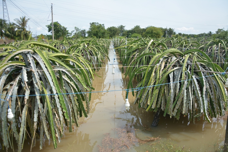 Ngập lụt liên miên ở Bình Thuận cũ, thủy lợi nói xả lũ đúng quy trình, dân không biết kêu ai- Ảnh 1.