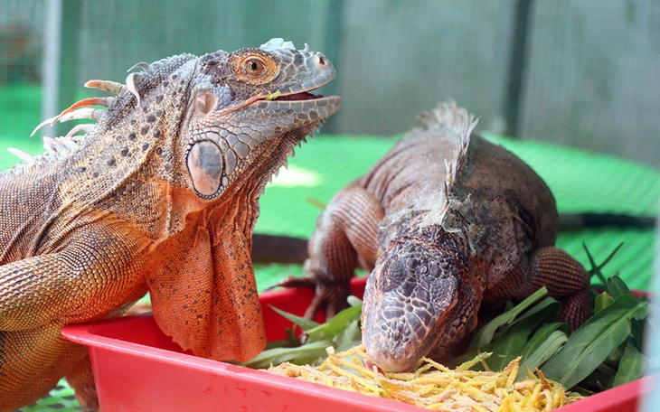 Phát hiện 75 con rồng Nam Mỹ không có hồ sơ hợp pháp nuôi nhốt ở xã Nhà Bè, TP.HCM - Ảnh 6.