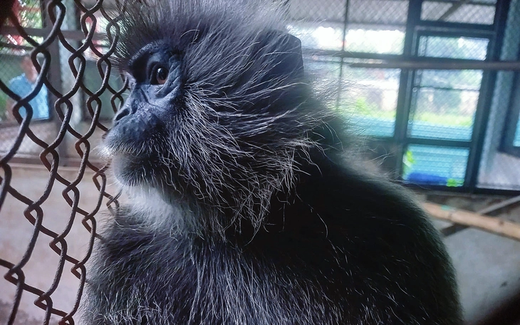 Voọc hung dữ tấn công người, dân đặt bẫy bắt nộp chính quyền xử lý - Ảnh 2.