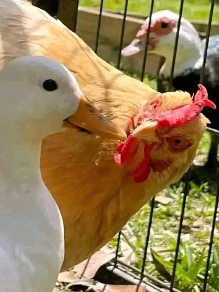 Thổ Địa - Ảnh 3.