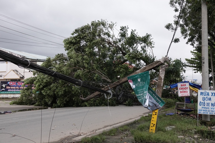 Cây to 3-4 người ôm ở Cần Thơ bất ngờ ngã bật gốc, may không trúng ai - Ảnh 1.