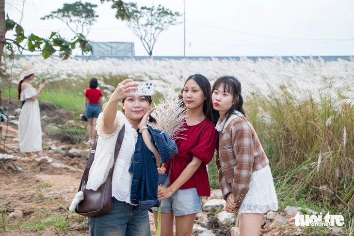 Cỏ lau - Ảnh 10.