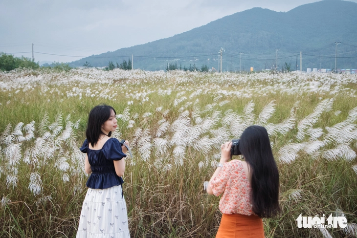 Cỏ lau - Ảnh 11.