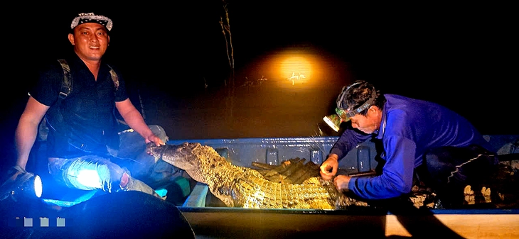 Bắt con cá sấu 37kg trên sông biên giới Tây Ninh, dân chuyển cho đồn biên phòng - Ảnh 1.