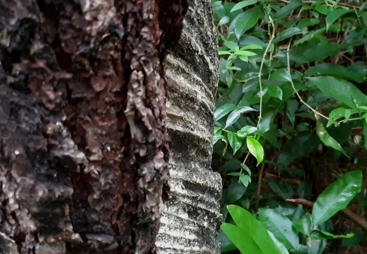 Trúng đấu giá rừng thông 'chưa sạch', doanh nghiệp 5 năm điêu đứng - Ảnh 1.