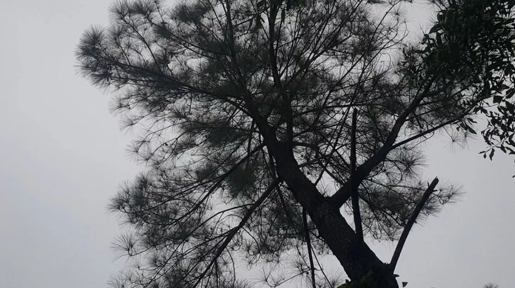 trúng đấu giá - Ảnh 2.