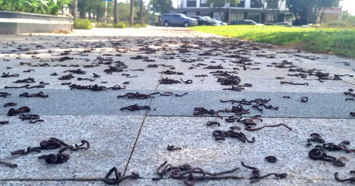 Hiện tượng lạ hàng ngàn con giun đất bò lên vỉa hè rồi chết la liệt ở Quảng Ngãi - Ảnh 1.
