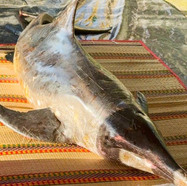 Cá heo dài 2m dạt vào bờ biển Cam Ranh - Ảnh 1.