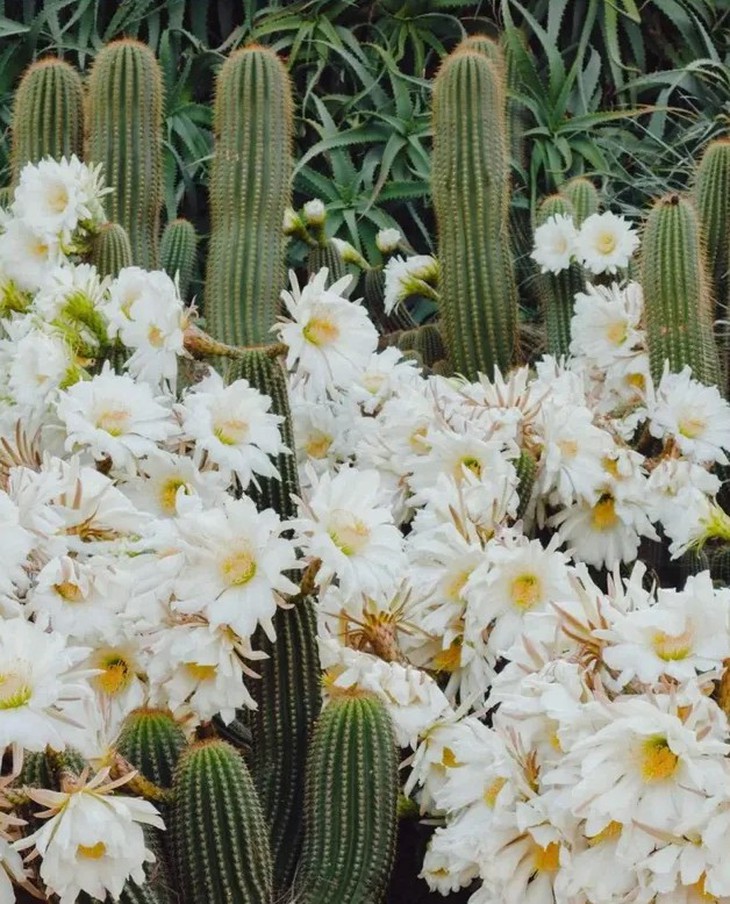 ẩn giấu - Ảnh 3.