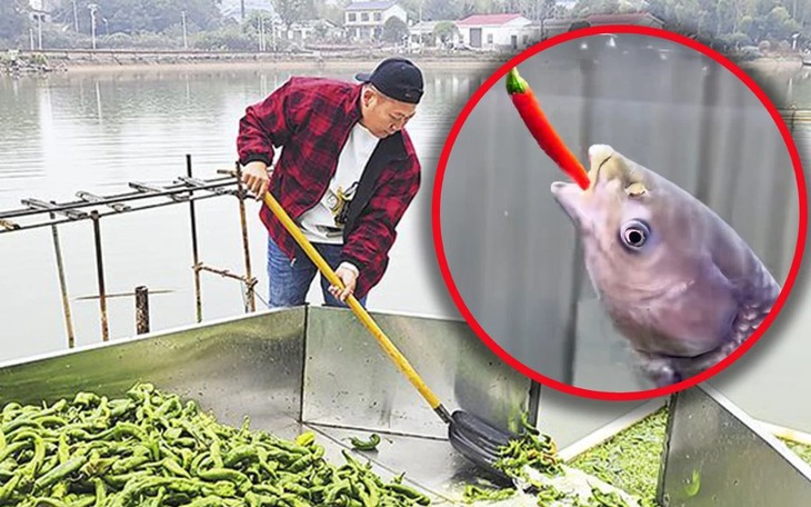 Vác mặt đến chợ mai mối, giám đốc 'giả nghèo' bị chê trình độ thấp - Ảnh 3.