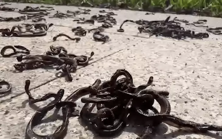 Hàng trăm con giun đất bò lên mặt đường ở Đồng Nai - Ảnh 2.