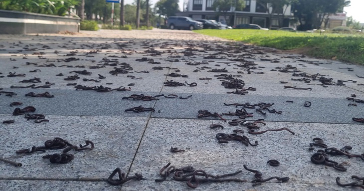 giun đất - Ảnh 1.