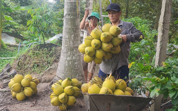 Cận Tết, giá dừa lao dốc cuối năm, nhà vườn An Giang 'méo mặt' - Ảnh 4.