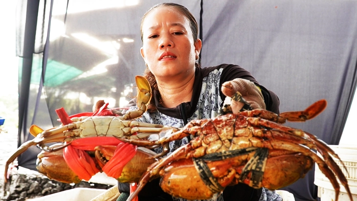 Cà Mau dùng đèn LED 'làm chủ' giới tính, hướng tới cua sumo xuất khẩu - Ảnh 1.