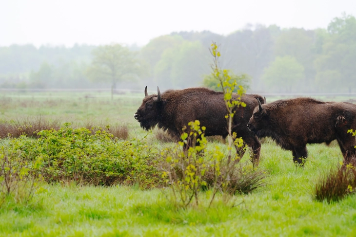Loài thú tuyệt chủng trong hoang dã 100 năm sắp 'tái xuất' - Ảnh 1. tuyệt chủng - Ảnh 1.