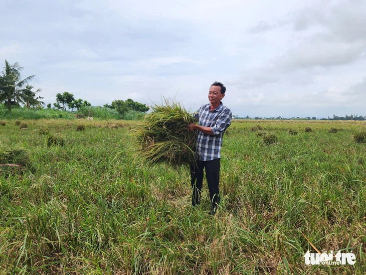 Hơn 50 hộ dân 'kêu cứu' thiệt hại lúa nếp do hầm cá xả nước thải - Ảnh 2.