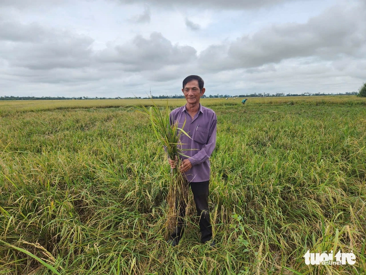 Hơn 50 hộ dân 'kêu cứu' thiệt hại lúa nếp do hầm cá xả nước thải - Ảnh 3.