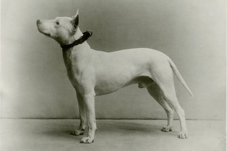 Cậu Vàng - Ảnh 1.