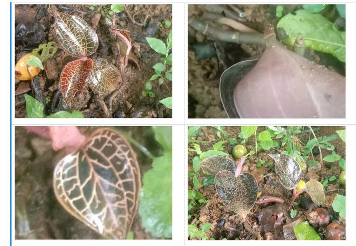 Hoa lan quý hiếm đã nở trên rừng đặc dụng Pù Luông - Ảnh 3.