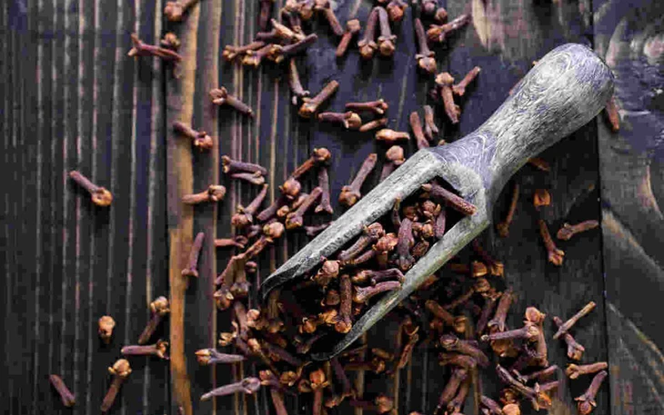 Có thật câu chuyện cảm động ‘sói bảo vệ đàn lợn con khỏi sư tử núi’? - Ảnh 2.