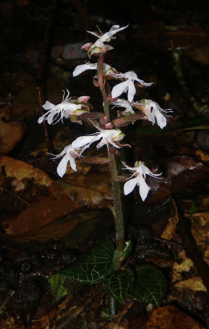 Hoa lan quý hiếm đã nở trên rừng đặc dụng Pù Luông - Ảnh 5.