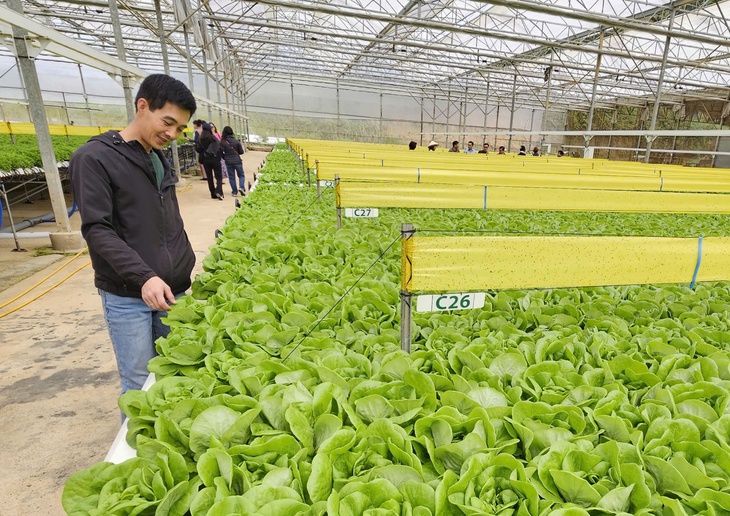 mảng xanh - Ảnh 1.