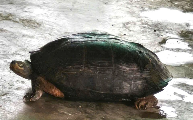 Rùa đất quý hiếm đi lạc, cô gái bàn giao để thả về tự nhiên - Ảnh 2.