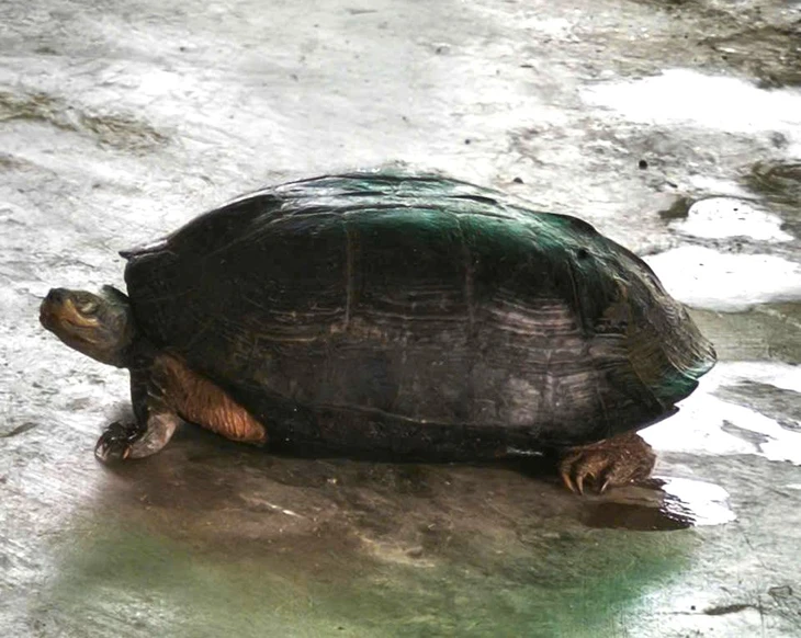 Rùa đầu đen quý hiếm bò vào rẫy sau đợt lũ 'lịch sử' trên sông Cái Phan Rang - Ảnh 2.