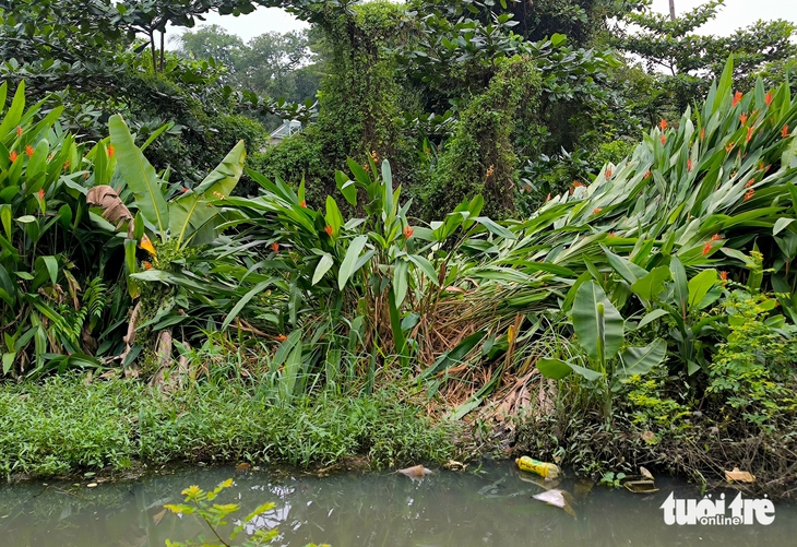 Bình Quới - Ảnh 2.