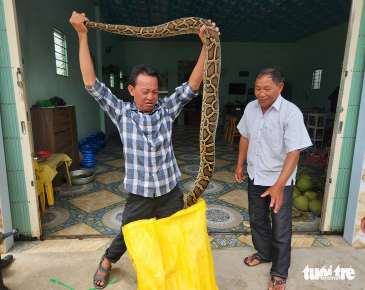 Đang thu hoạch lúa, bất ngờ gặp 2 con trăn 'khủng' nằm giữa ruộng - Ảnh 1.