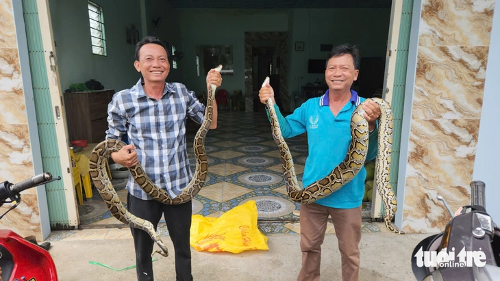 Đang thu hoạch lúa, bất ngờ gặp 2 con trăn 'khủng' nằm giữa ruộng - Ảnh 2.