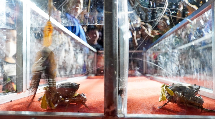 Cua nhỏ nhất thắng giải đua cua Cà Mau - Ảnh 1.